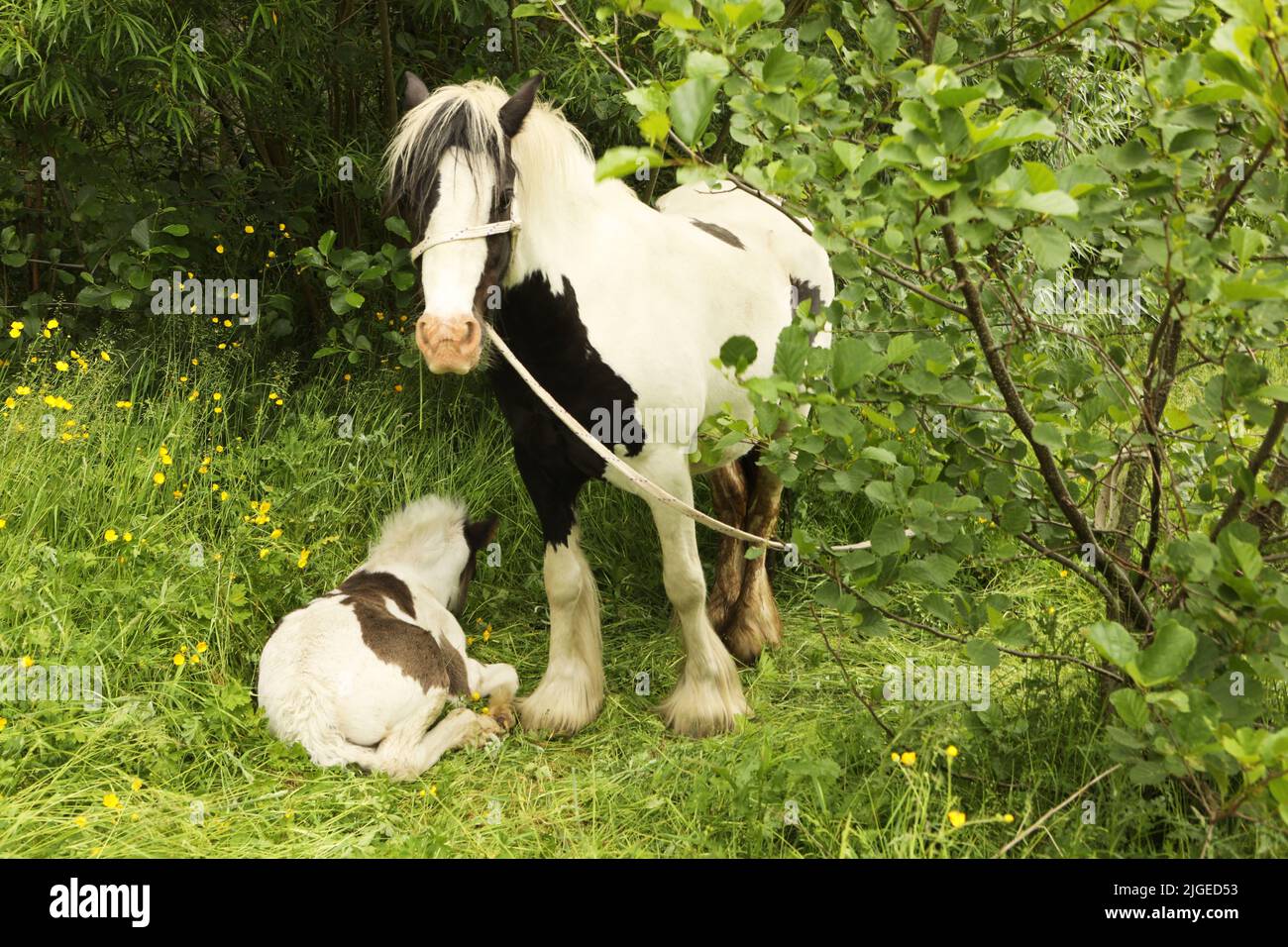Eine bunte Stute und ein Fohlen im Schatten. Appleby Horse Fair, Appleby in Westmorland, Cumbria Stockfoto