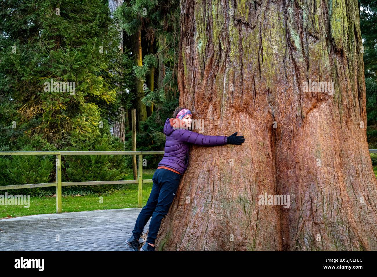 Frau umarmt großen Mammutbaum aus rotem Holz auf der insel Mainau am Bodensee. Stockfoto