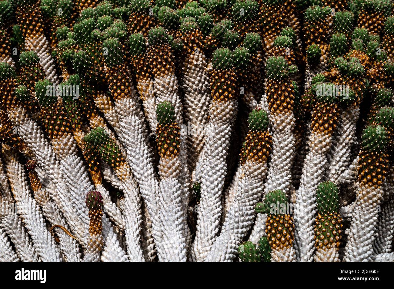Nahaufnahme eines Kaktus, der auf der vulkanischen Wüsteninsel Lanzarote auf den Kanarischen Inseln, Spanien, wächst. Stockfoto