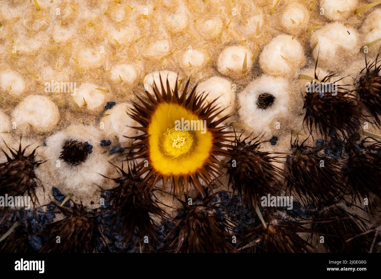 Nahaufnahme einer Blume, die auf einem Kaktus auf der vulkanischen Wüsteninsel Lanzarote, Kanarische Inseln, Spanien wächst. Stockfoto