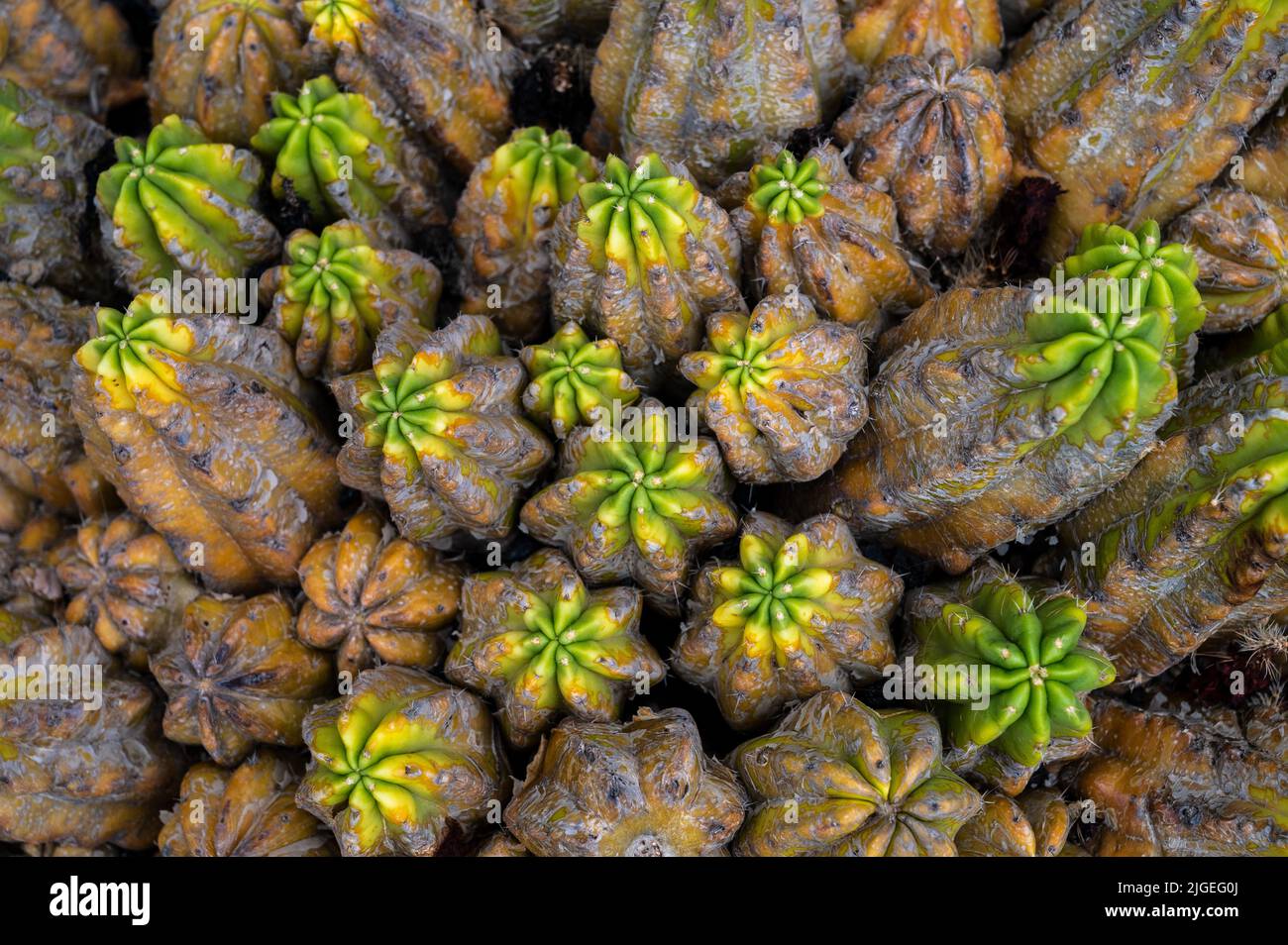 Nahaufnahme eines Kaktus, der auf der vulkanischen Wüsteninsel Lanzarote auf den Kanarischen Inseln, Spanien, wächst. Stockfoto