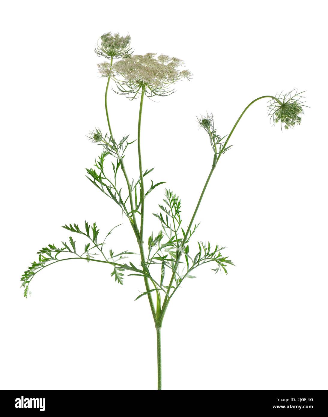 Wilde Karotte oder Daucus carota, Blüten isoliert auf weißem Hintergrund. Medizinische Kräuterpflanze Stockfoto