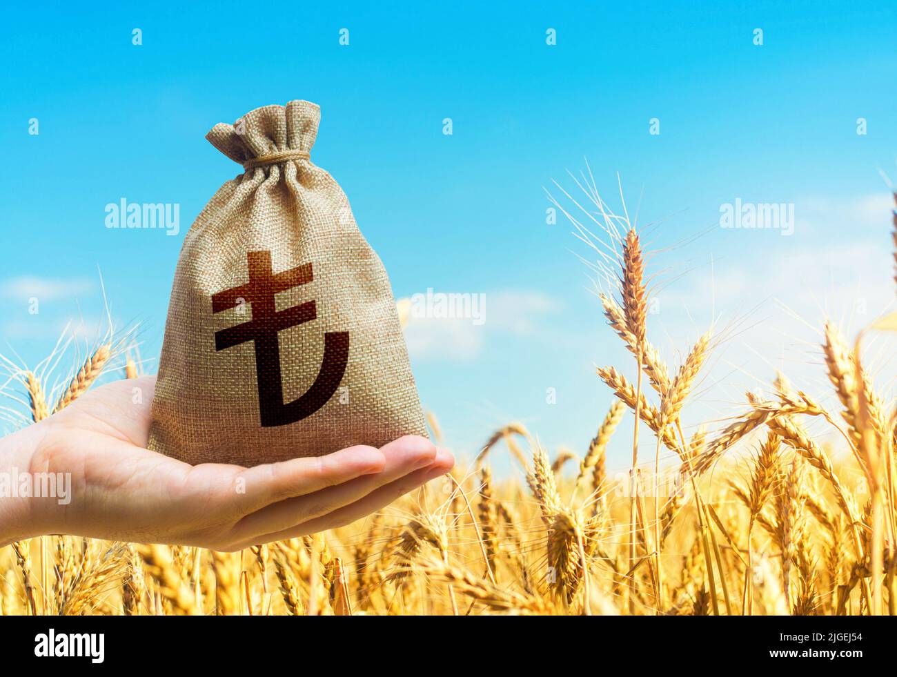 Weizenfeld und geldbeutel mit türkischer Lira. Die Agrarindustrie und das Agrargeschäft. Weltweite Nahrungsmittelsicherheitskrise, hohe Preise. Getreide und Getreide defici Stockfoto