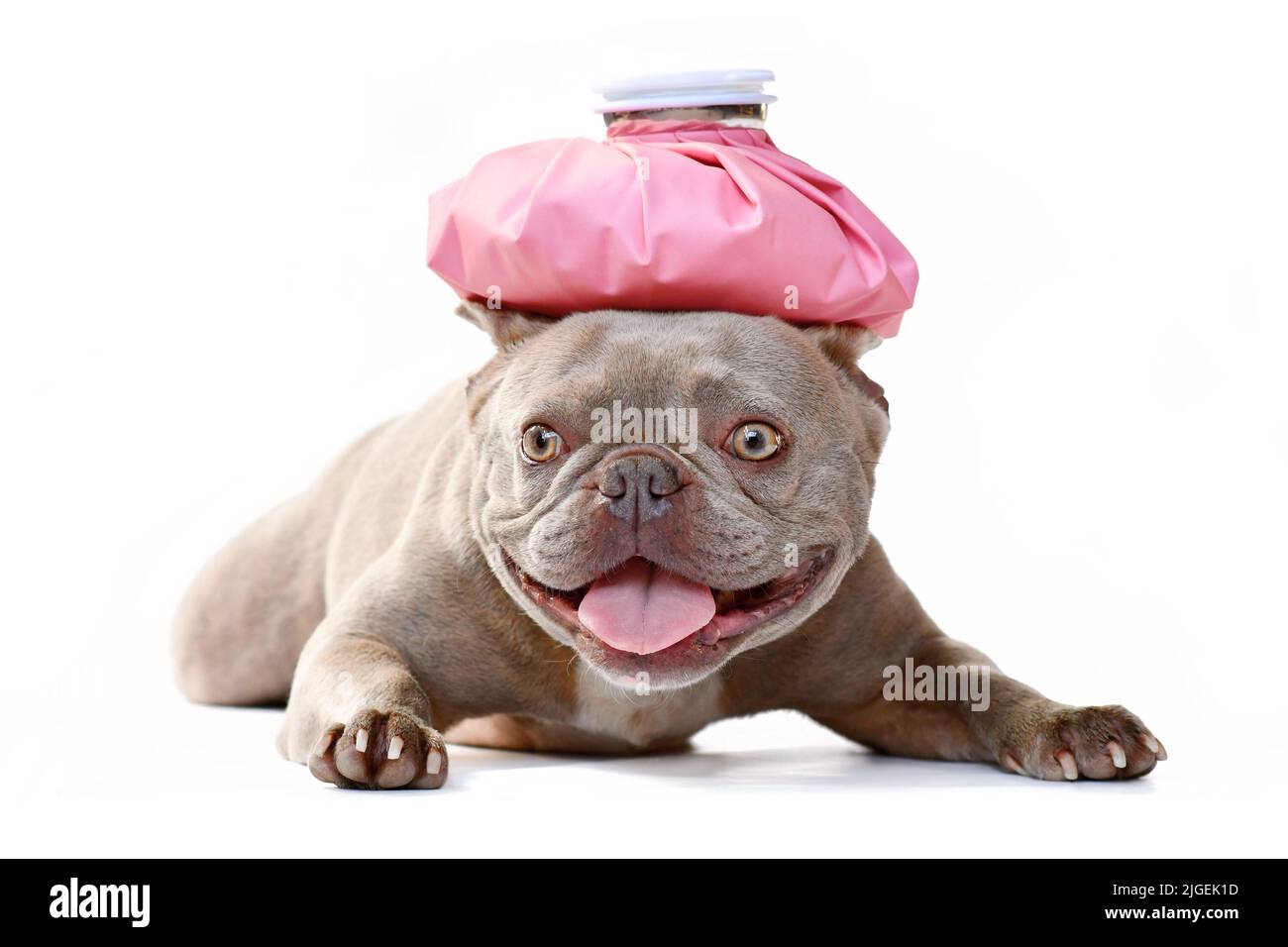 Kranker Flieder französischer Bulldogge mit Eisbeutel auf dem Kopf Stockfoto