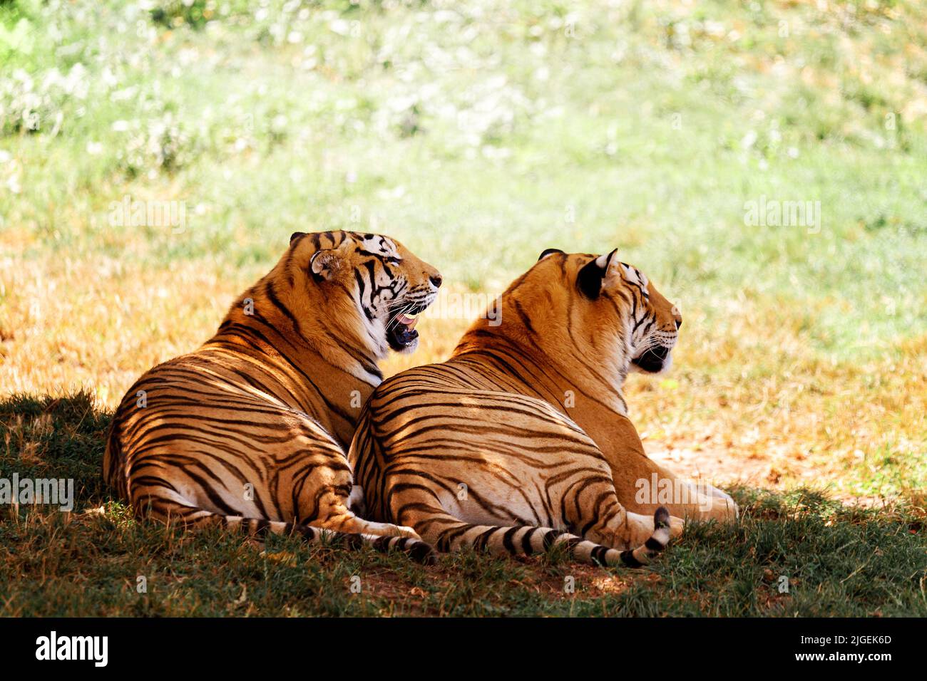 Bengalische Tiger im Zoo. Stockfoto