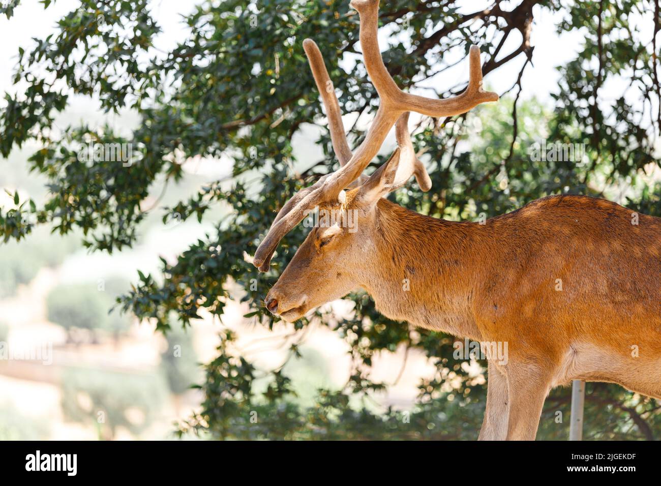Ein Fawn schaut auf die Kamera. Hirsch Stockfoto
