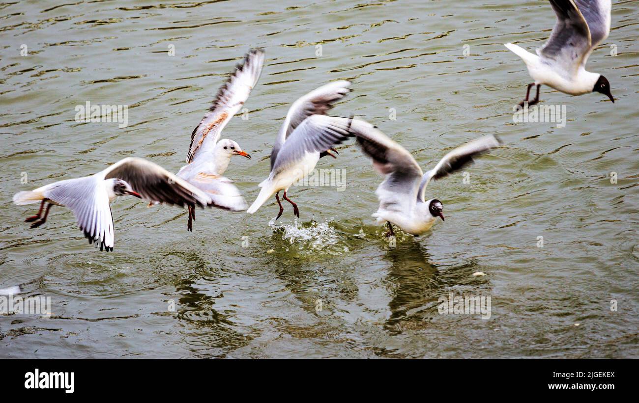 Eine kleine Schar von Möwen, die auf Wasser landen Stockfoto