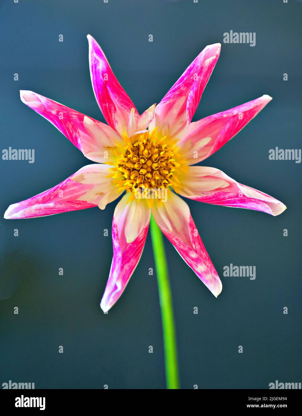 Raeann's Capella Dahlia Stockfoto
