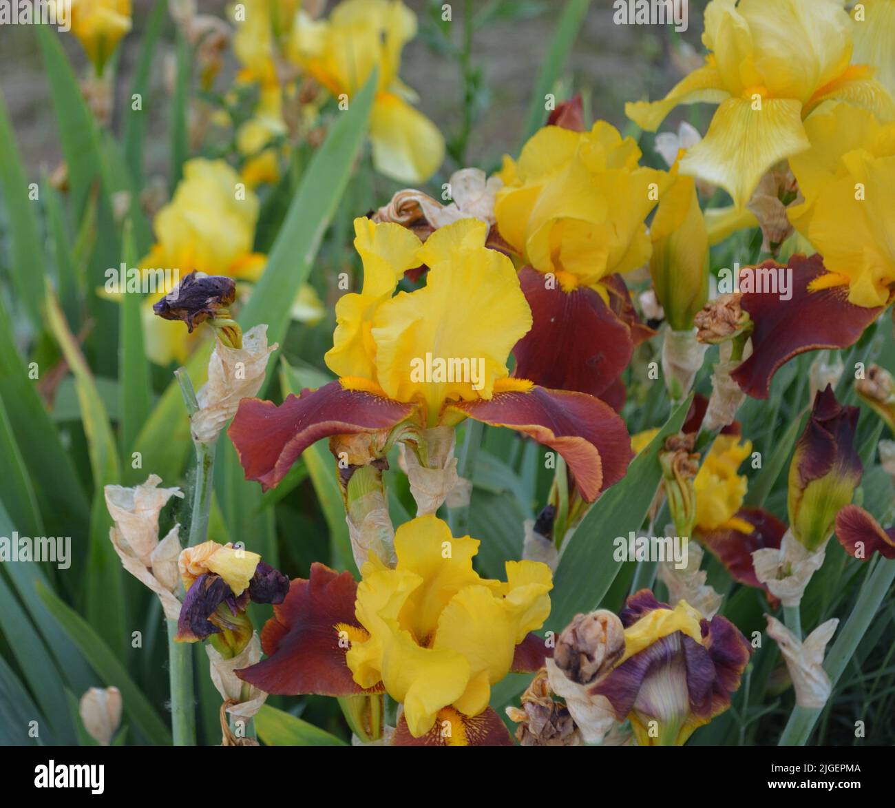 Gelbe Iris. Blume auf einer grünen Wiese Stockfoto
