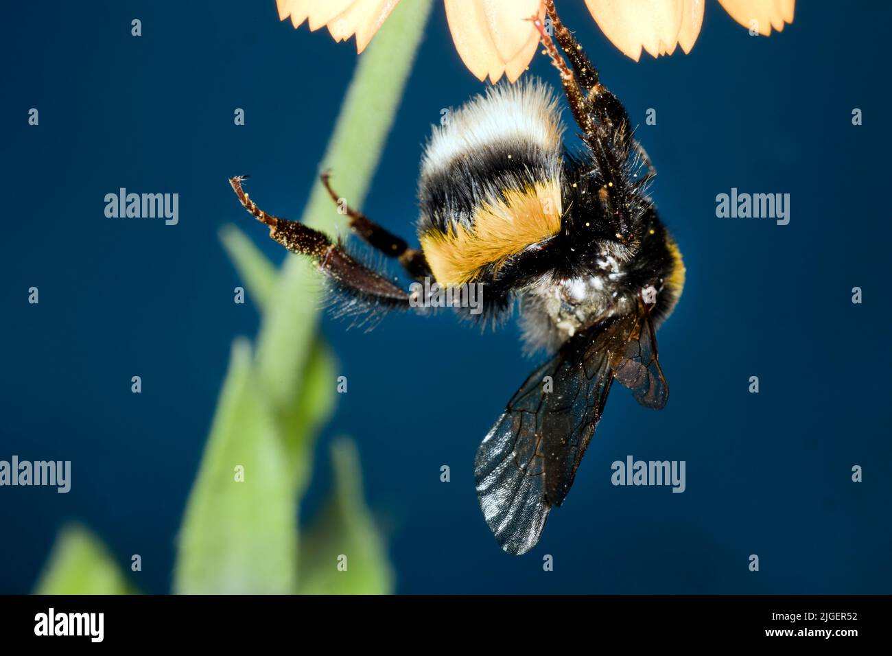 Hummel auf einer Blumenwiese Stockfoto