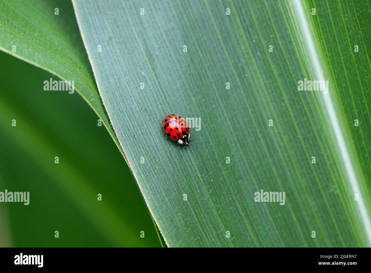 Harmonia axyridis, der Asian Lady Beetle auf einem Maisblatt. Stockfoto