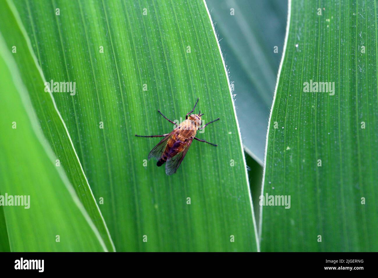 Eine braune, große Fliege auf einem Maisblatt. Stockfoto