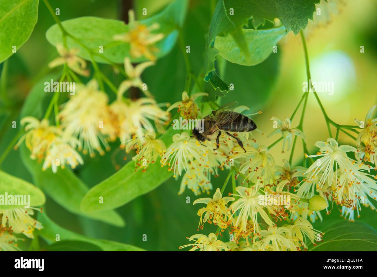 Honigbiene sammelt Pollen auf den Lindenblüten. Lindenhonig in Bearbeitung. Selektiver Fokus auf Biene Stockfoto