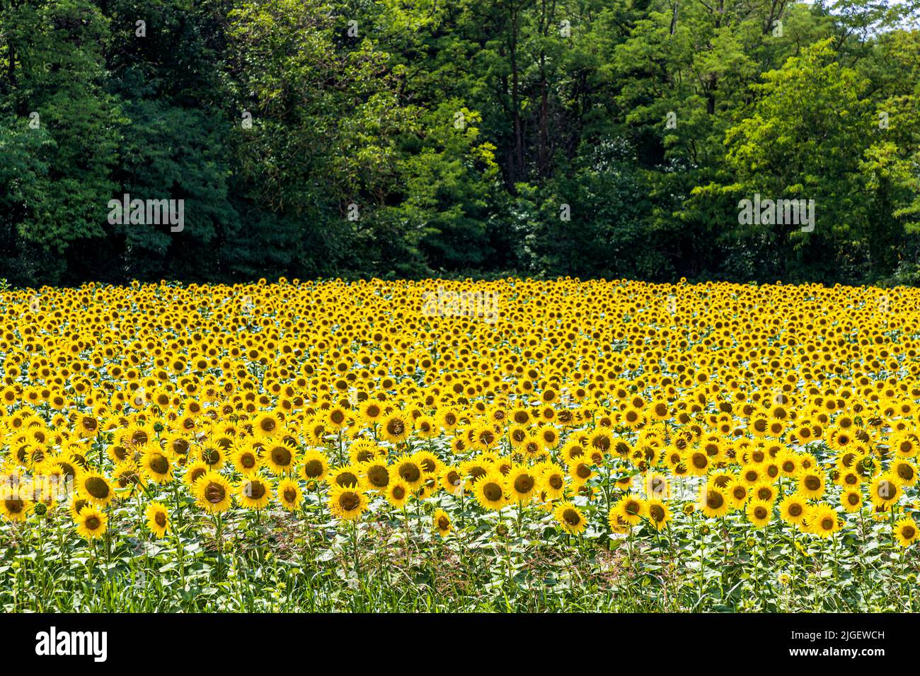 Ein Feld voller Sonnenblumen Stockfoto