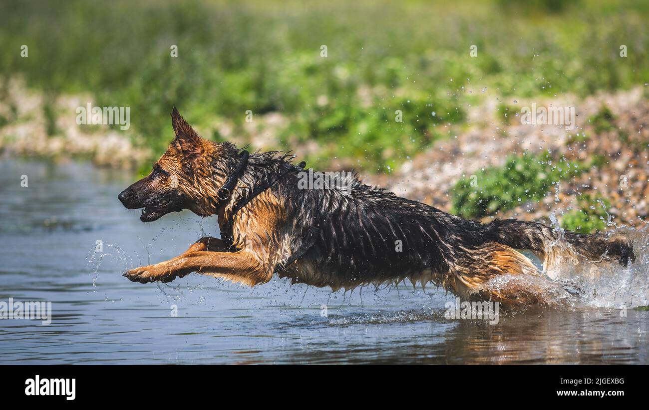 Deutscher Schäferhund läuft im Wasser, Italien Stockfoto