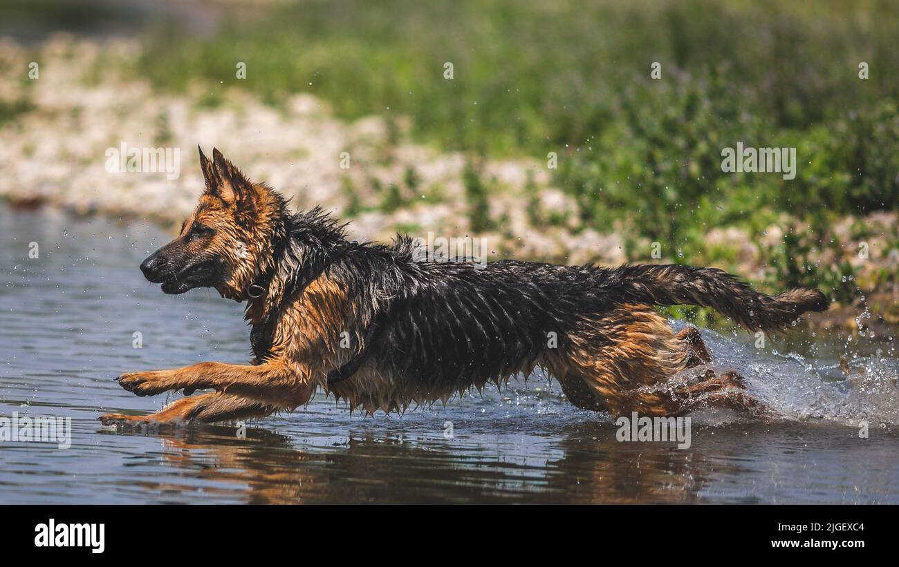 Deutscher Schäferhund läuft im Wasser, Italien Stockfoto