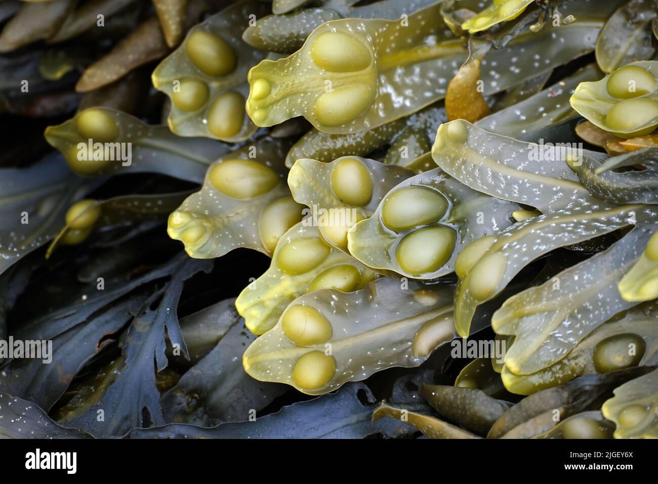 Fucus vesiculosus, bekannt unter den gebräuchlichen Namen Blasenständer,. Stockfoto