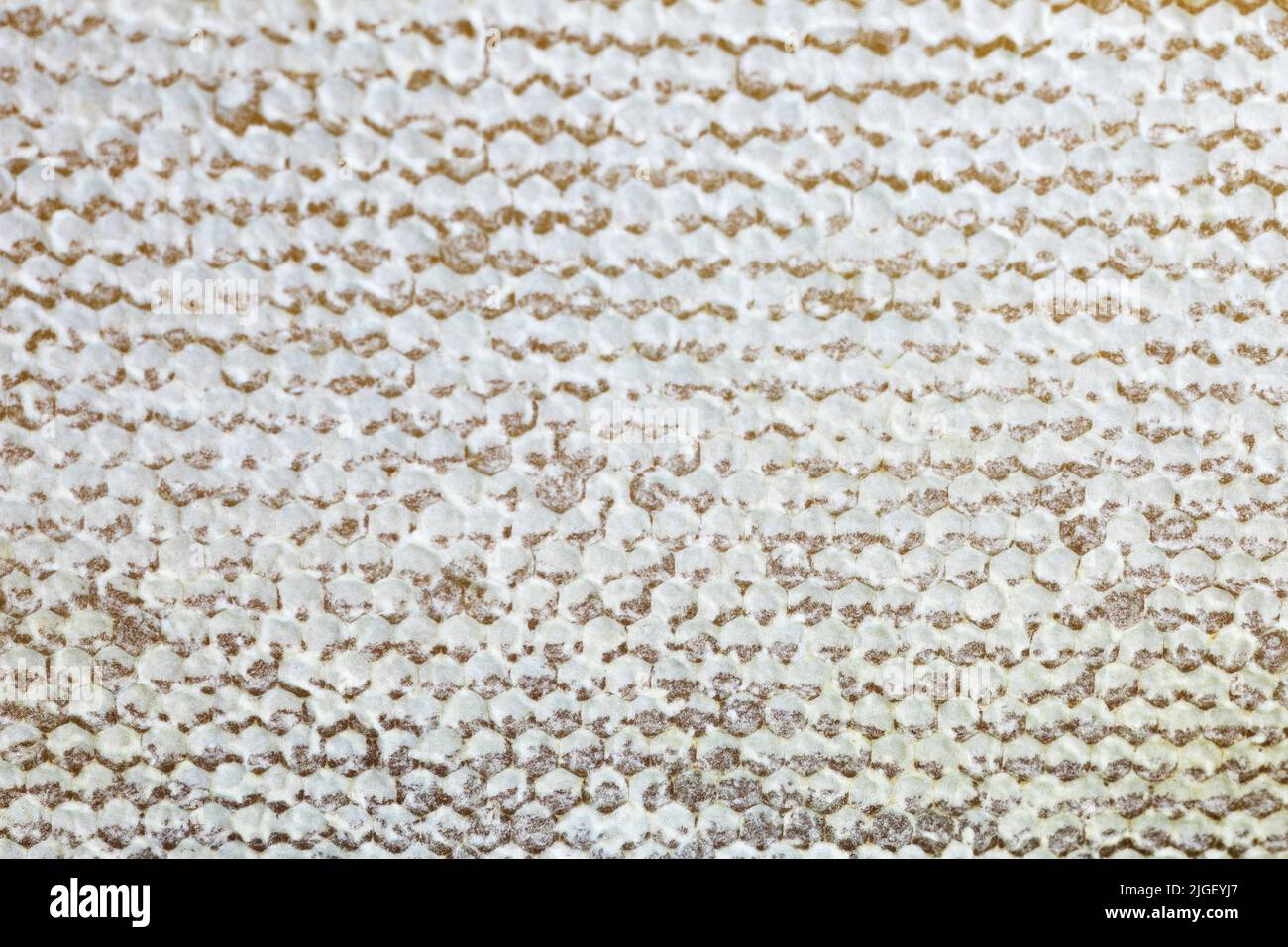 Frischer Honig in Waben, bedeckt mit Wachsdeckeln, natürlicher reifer Honig. Stockfoto