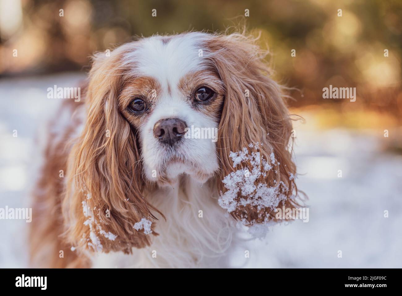 Blenheim Kavalierkönig charles Spaniel im Winter. Stockfoto