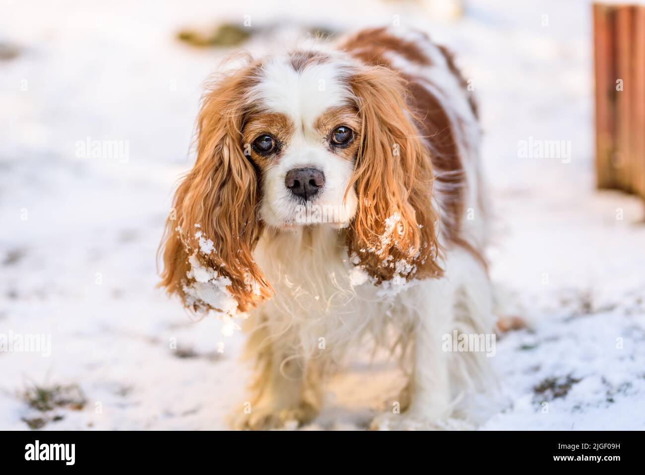 Blenheim Kavalierkönig charles Spaniel im Winter. Stockfoto
