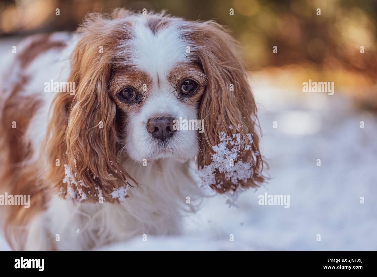 Blenheim Kavalierkönig charles Spaniel im Winter. Stockfoto