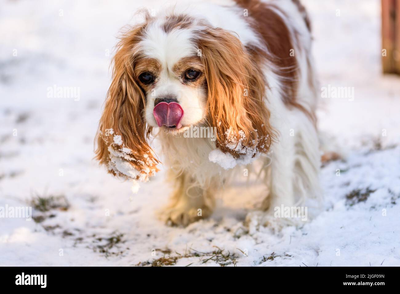 Blenheim Kavalierkönig charles Spaniel im Winter. Stockfoto