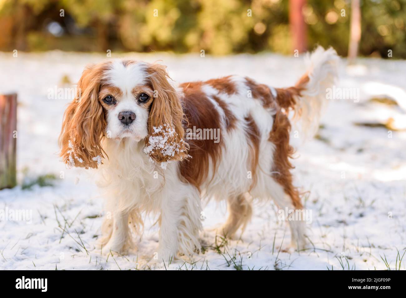 Blenheim Kavalierkönig charles Spaniel im Winter. Stockfoto