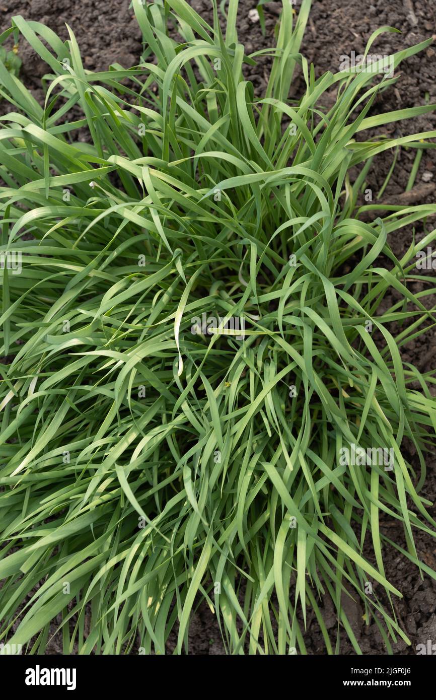 Orientalischer Knoblauch Allium tuberosum (Knoblauch-Schnittlauch, asiatischer Schnittlauch, chinesischer Schnittlauch, chinesischer Lauch), Pflanze in Familie Amaryllidaceae, einheimische Region: Chinesische p Stockfoto