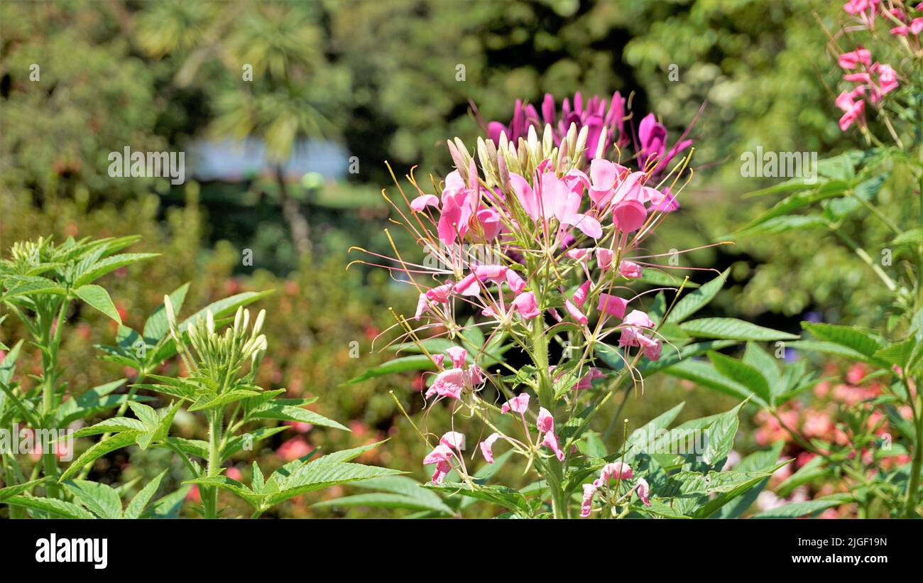 Schöne Blumen von Cleome spinosa auch bekannt als Spinnenblume, Spiny Spiderflower, Tarenaya hassleriana etc. In ooty botanischen Garten gesägt. Stockfoto