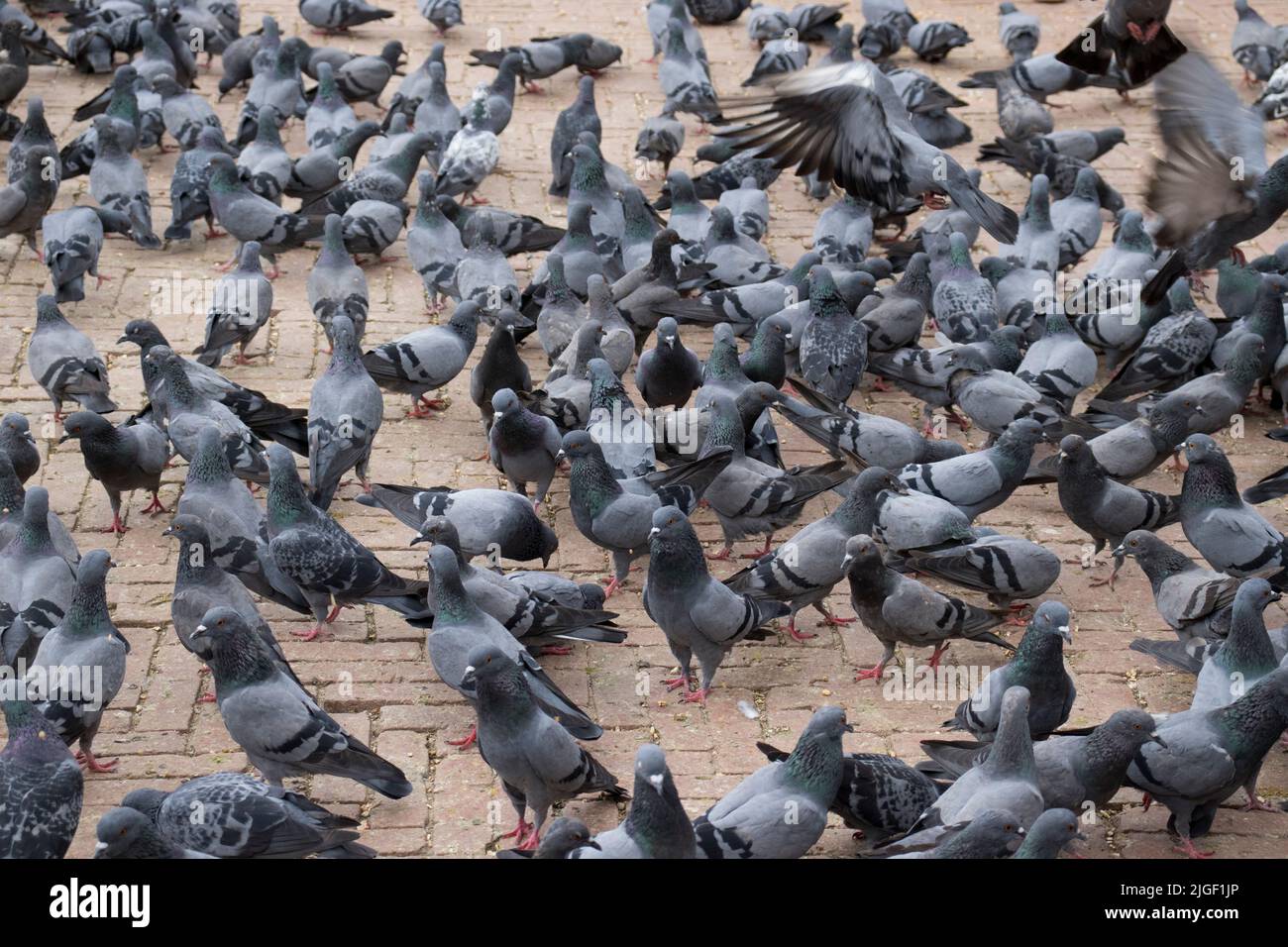 Tauben im Boudhanath Stupa Nepal Stockfoto