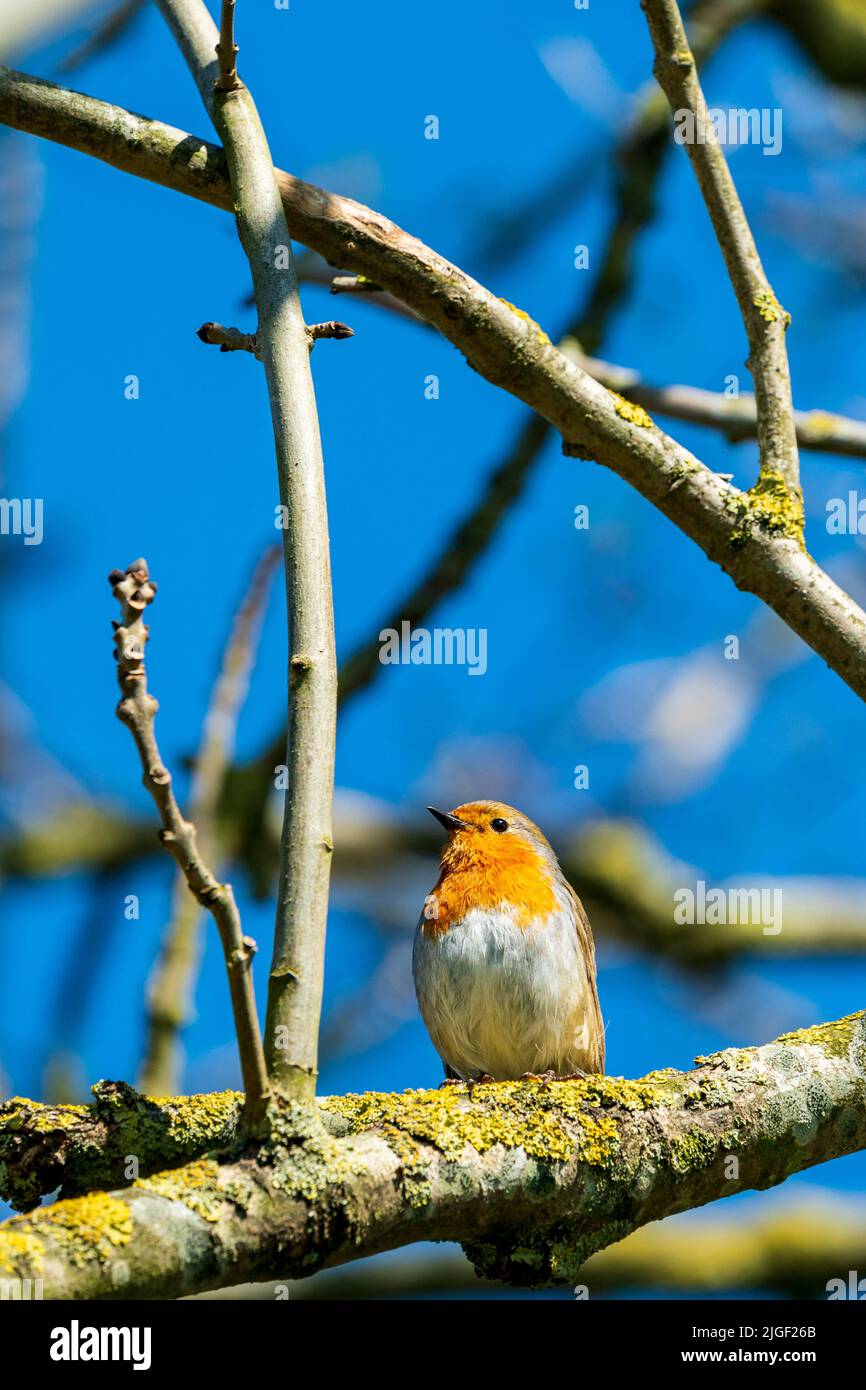 Ein Rotkehlchen, erithacus rubecula, thront auf einem Ast vor einem blauen Himmel Hintergrund. Blick aus der unteren Ecke, Blick auf den Robin. Stockfoto