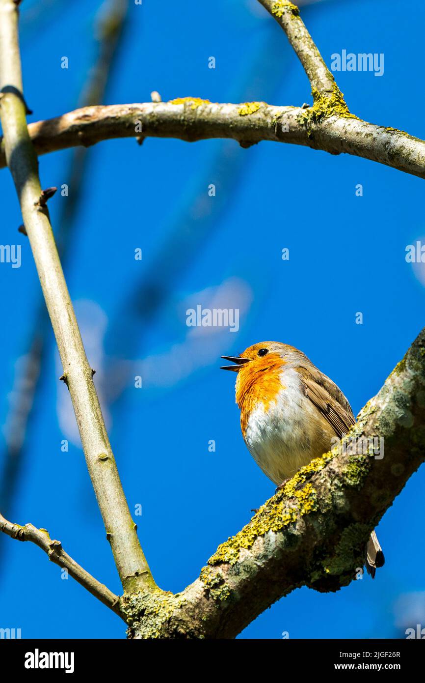 Ein Rotkehlchen, erithacus rubecula, sitzt auf einem Ast und singt vor einem blauen Himmel. Blick aus der unteren Ecke, Blick auf den Robin. Stockfoto