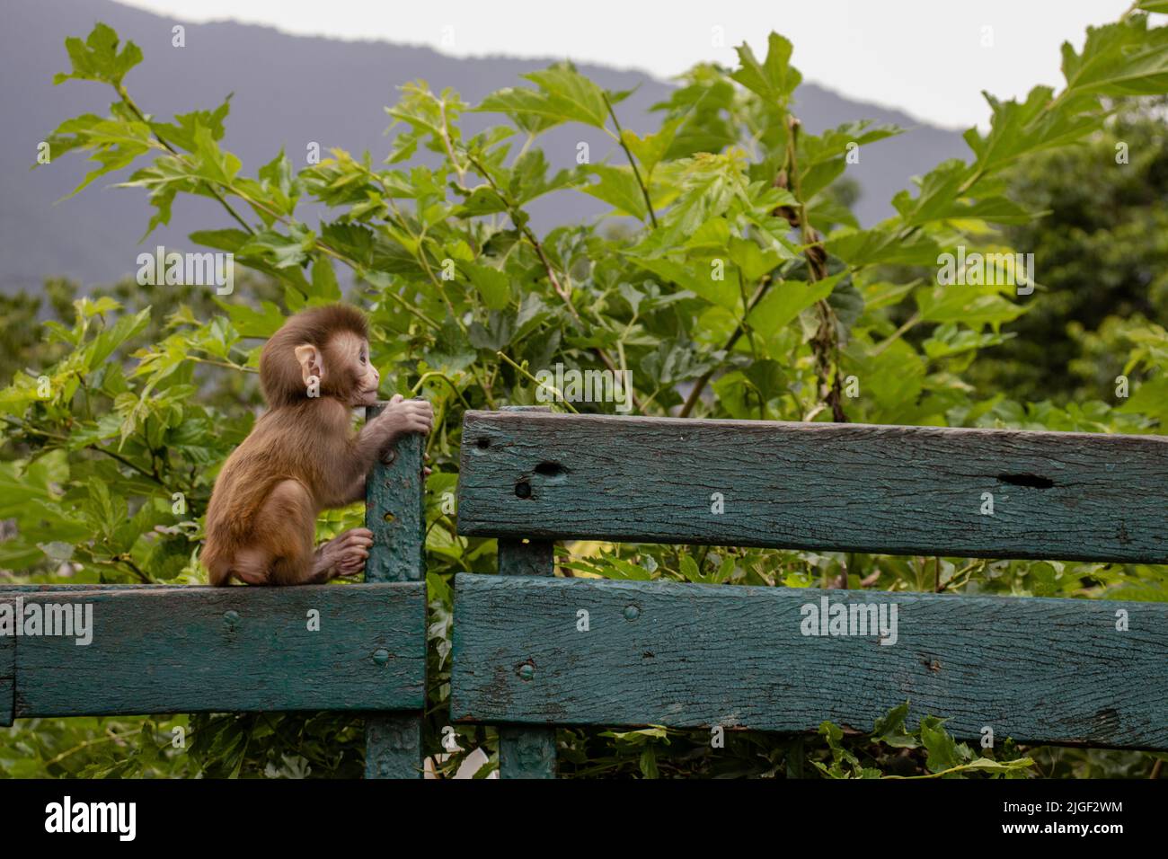 Mutter und Baby-Affe im Swayambhunath-Tempel, Nepal Stockfoto