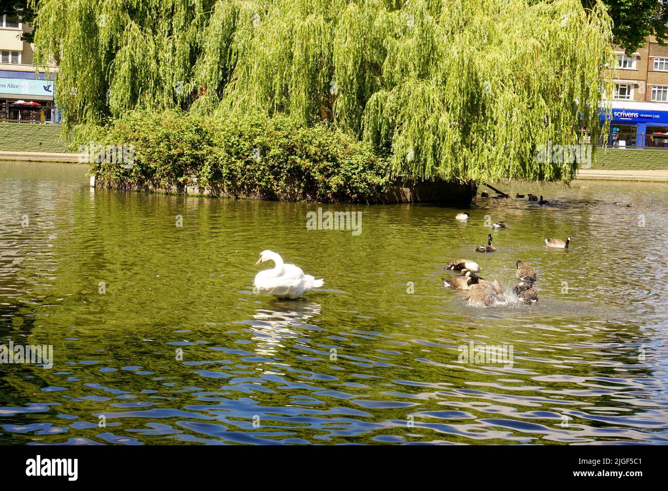Teich auf Feltham Green, London, Großbritannien Stockfoto