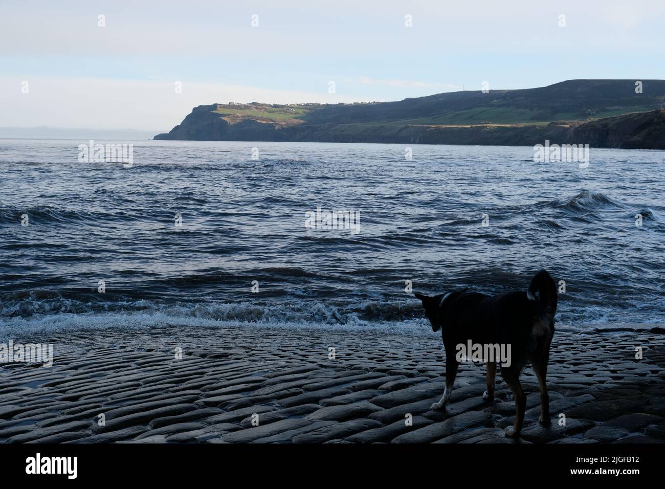 Hund bei Flut in Robin Hood's Bay Stockfoto