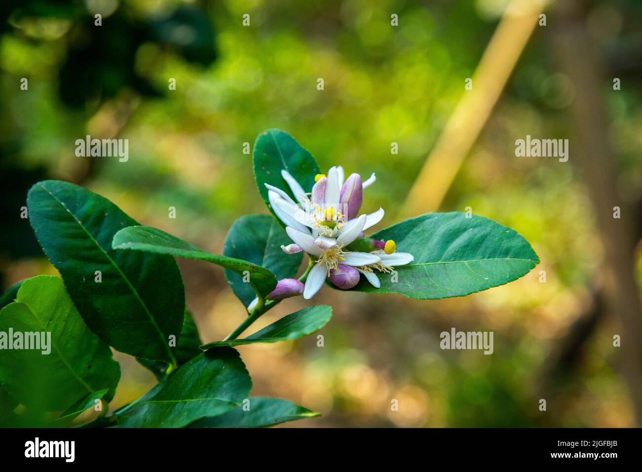 Weiße Blume mit grünem Hintergrund Stockfoto