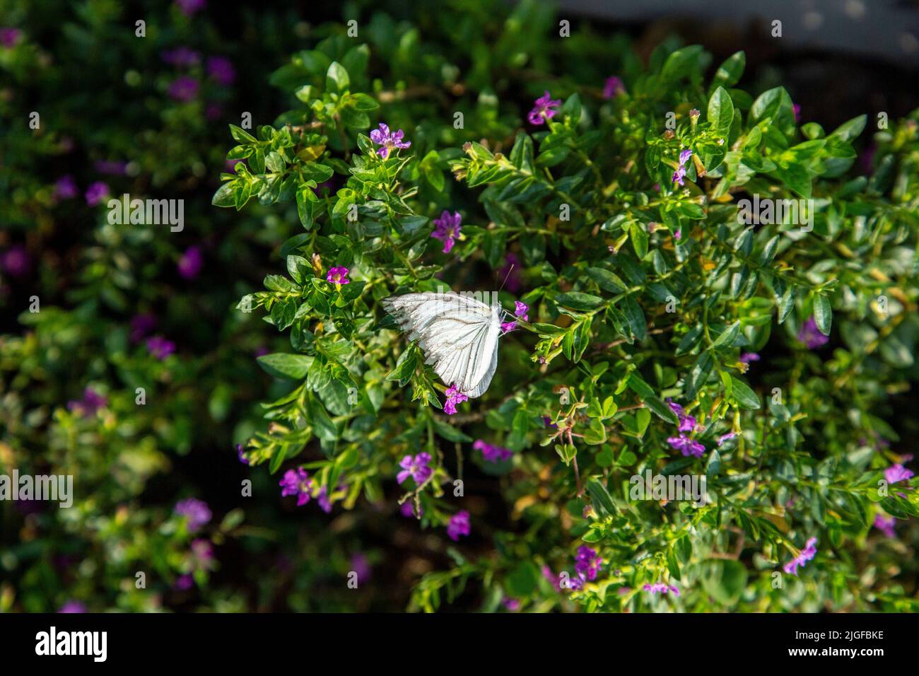 Blume mit einer weißen Fliege Stockfoto