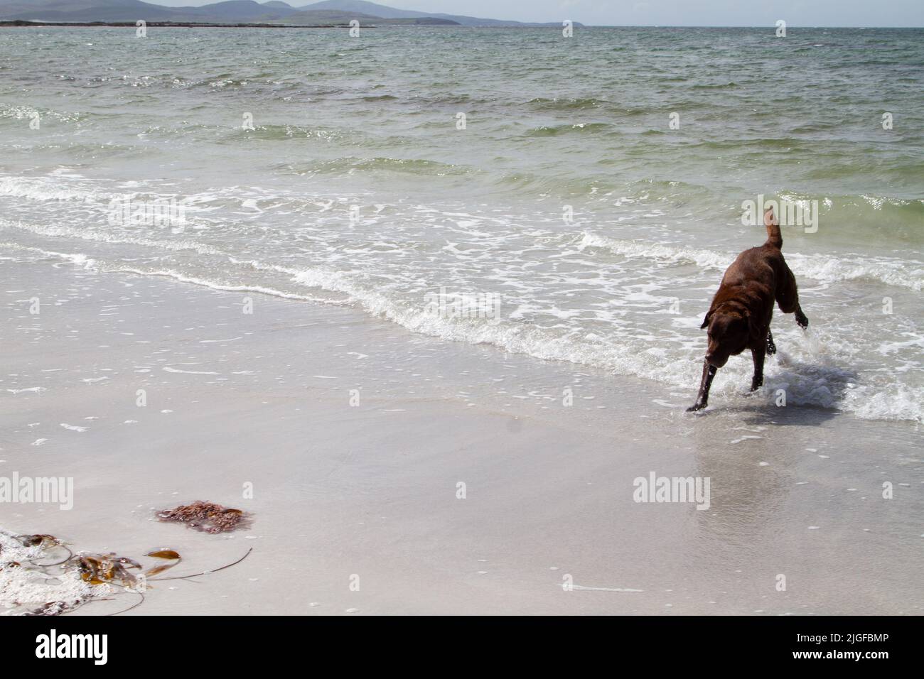 Chocolate Labrador spielt in der Brandung an einem weißen Sandstrand in den Hebriden Stockfoto