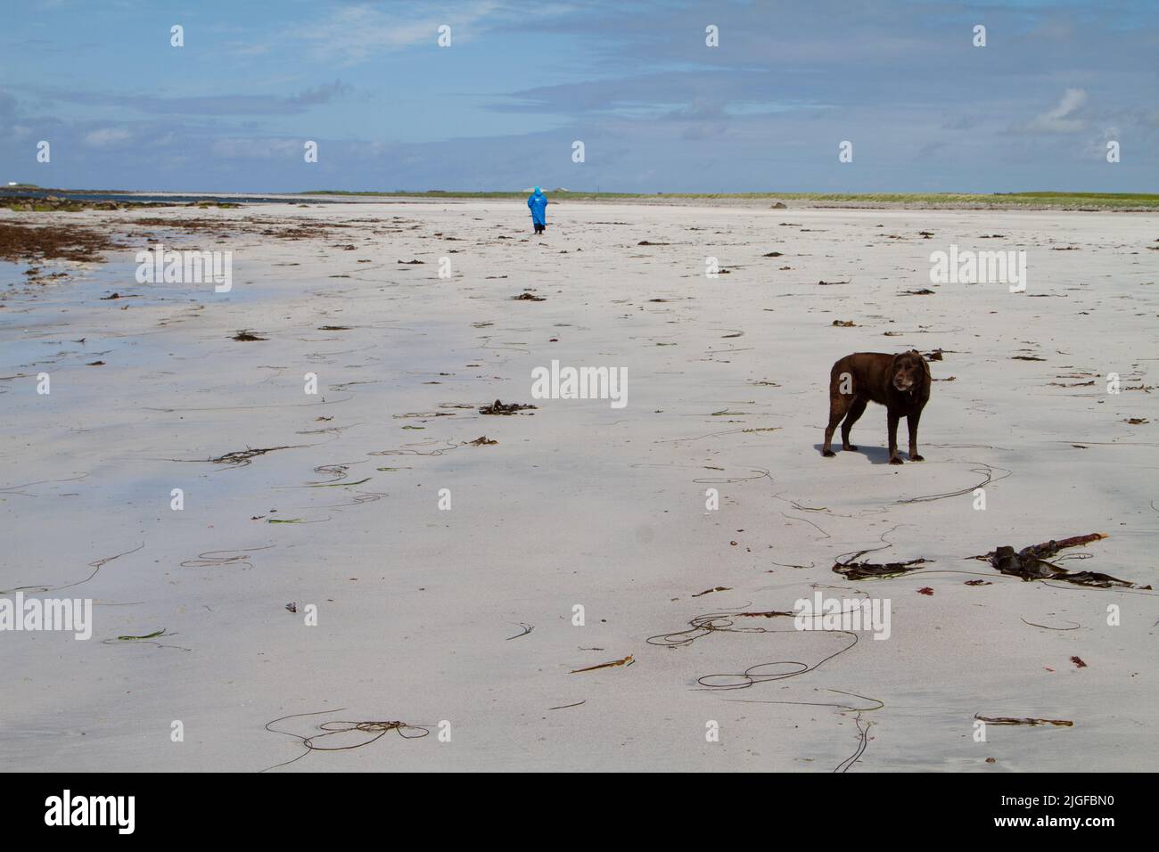 Brauner Hund an einem fast menschenleeren weißen Sandstrand mit einer blauen Person in der Ferne Stockfoto