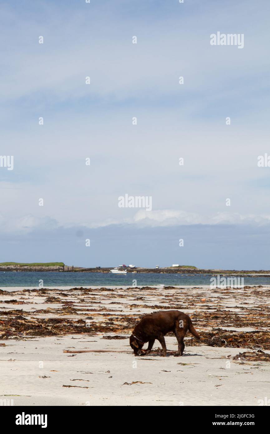 Hunde schnüffeln Algen auf Gearraidh na Monadh Beach, South Uist Stockfoto