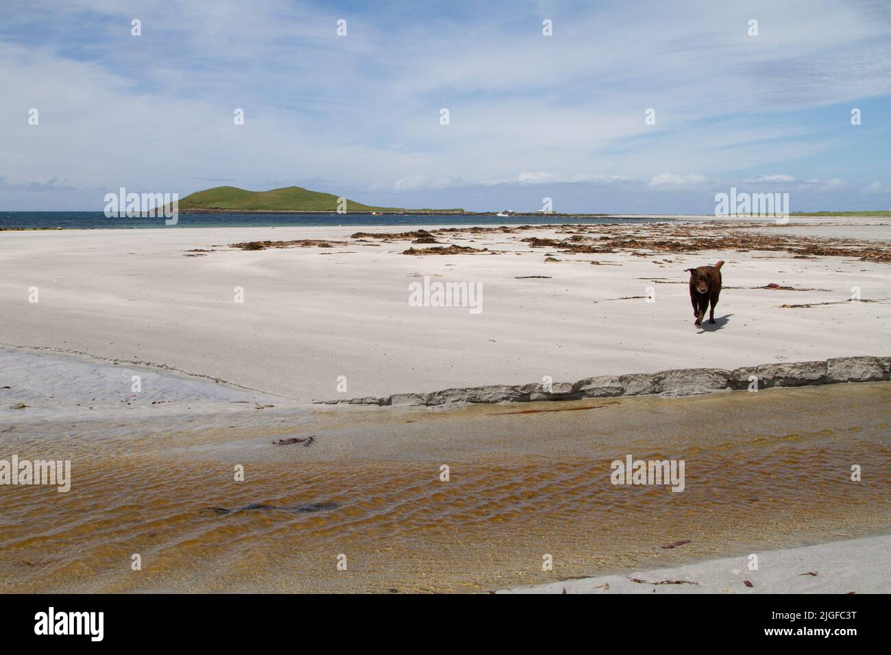 Brauner Hund auf Gearraidh na Monadh Beach, South Uist mit Orasay Island im Hintergrund Stockfoto
