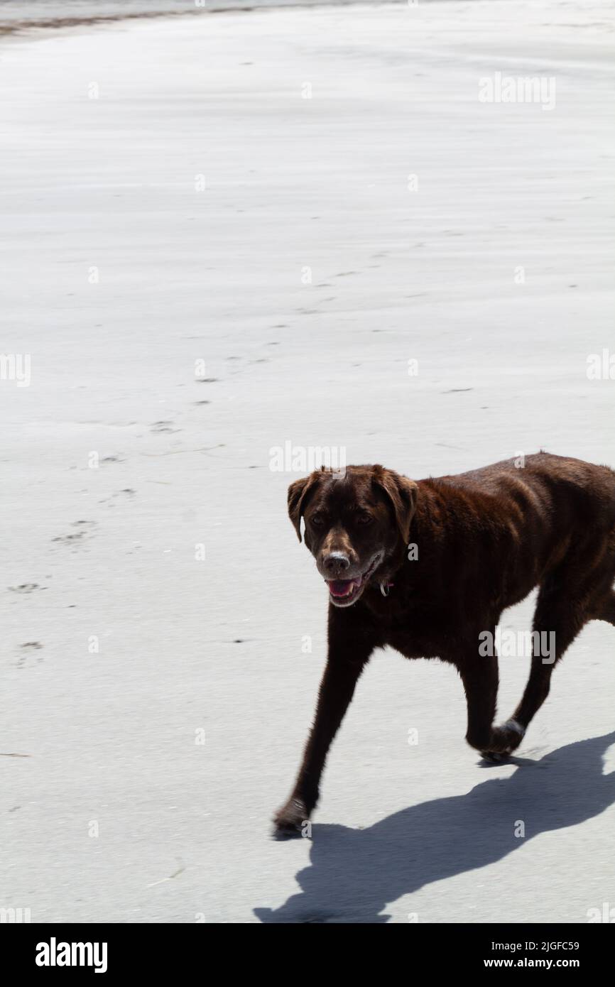 Alternde Schokolade Labrador trottet am Gearraidh na Monadh Beach, auf South Uist Stockfoto