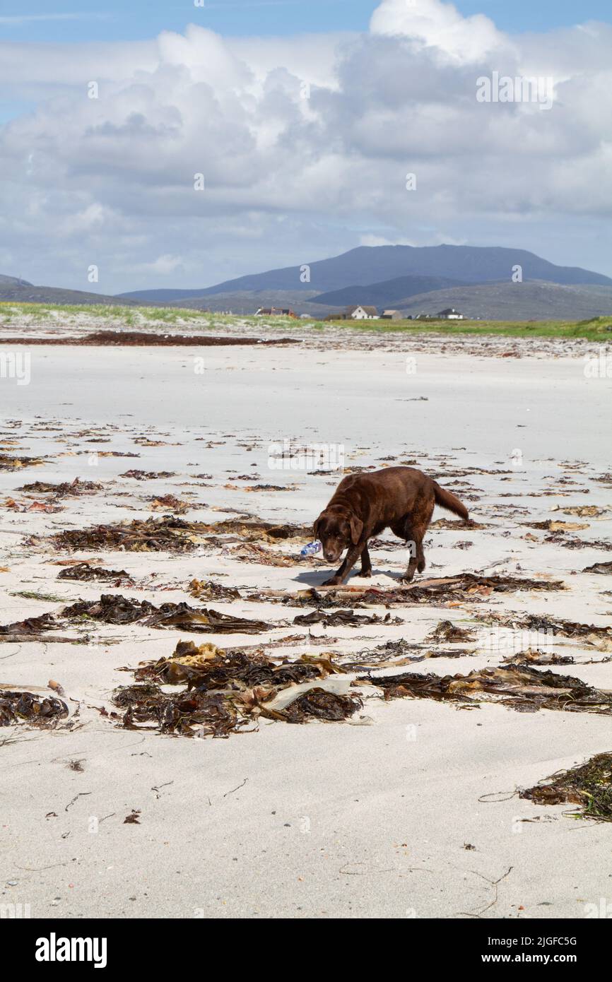 Schokolade Labrador mootching in Algen auf einem Hebriden Strand Stockfoto