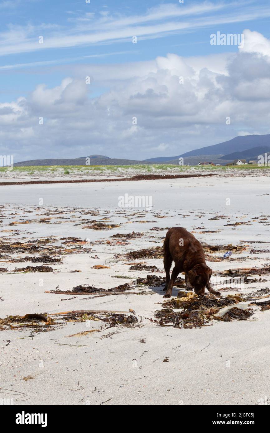 Schokolade Labrador mootching in Algen auf einem weißen Sandstrand in den Hebriden Stockfoto
