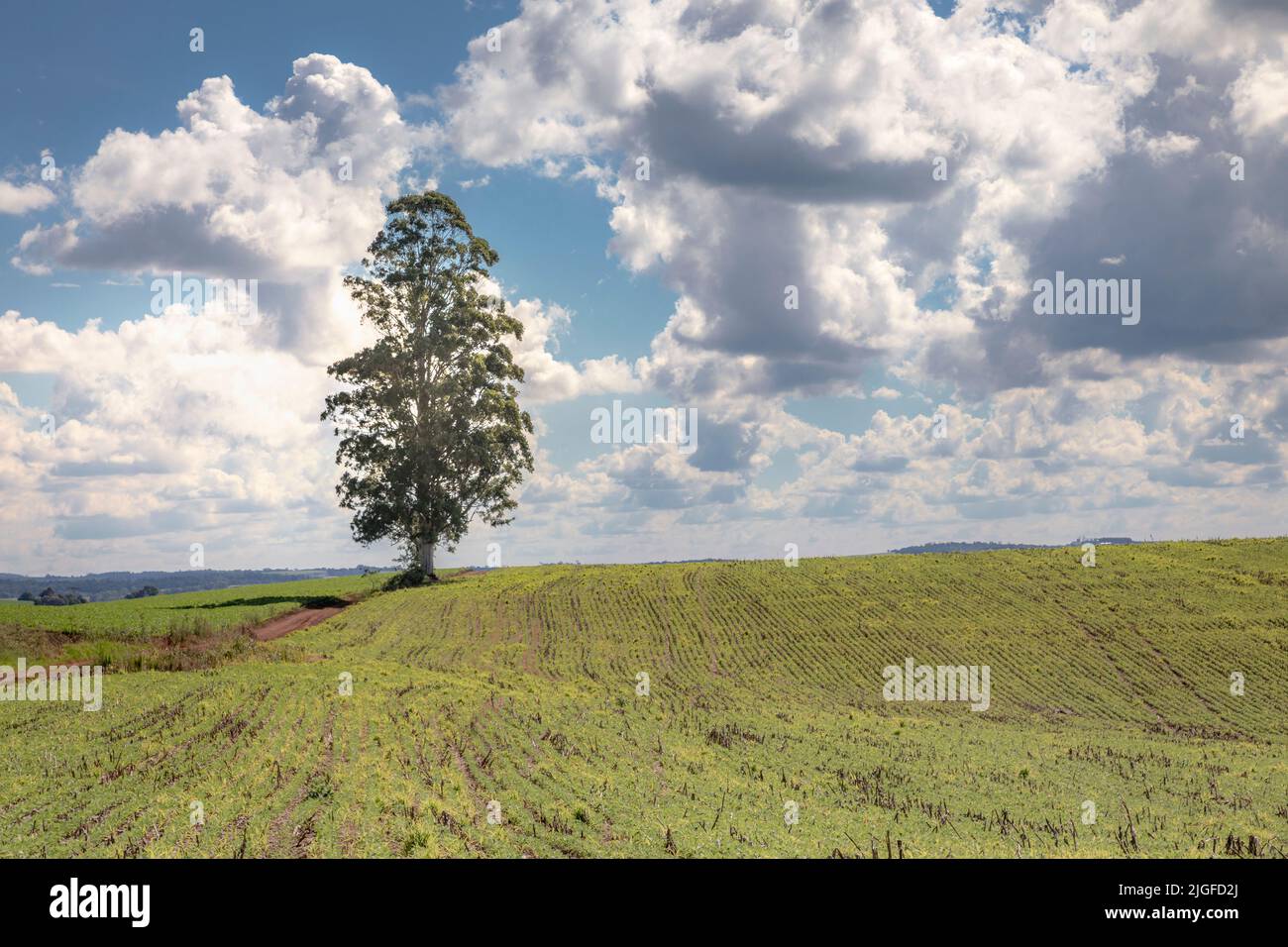 Einzelbaum im Bundesstaat Santa Catarina im Süden Brasiliens Stockfoto