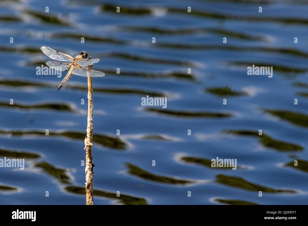 Vier Spotted Chaser Libelle Stockfoto