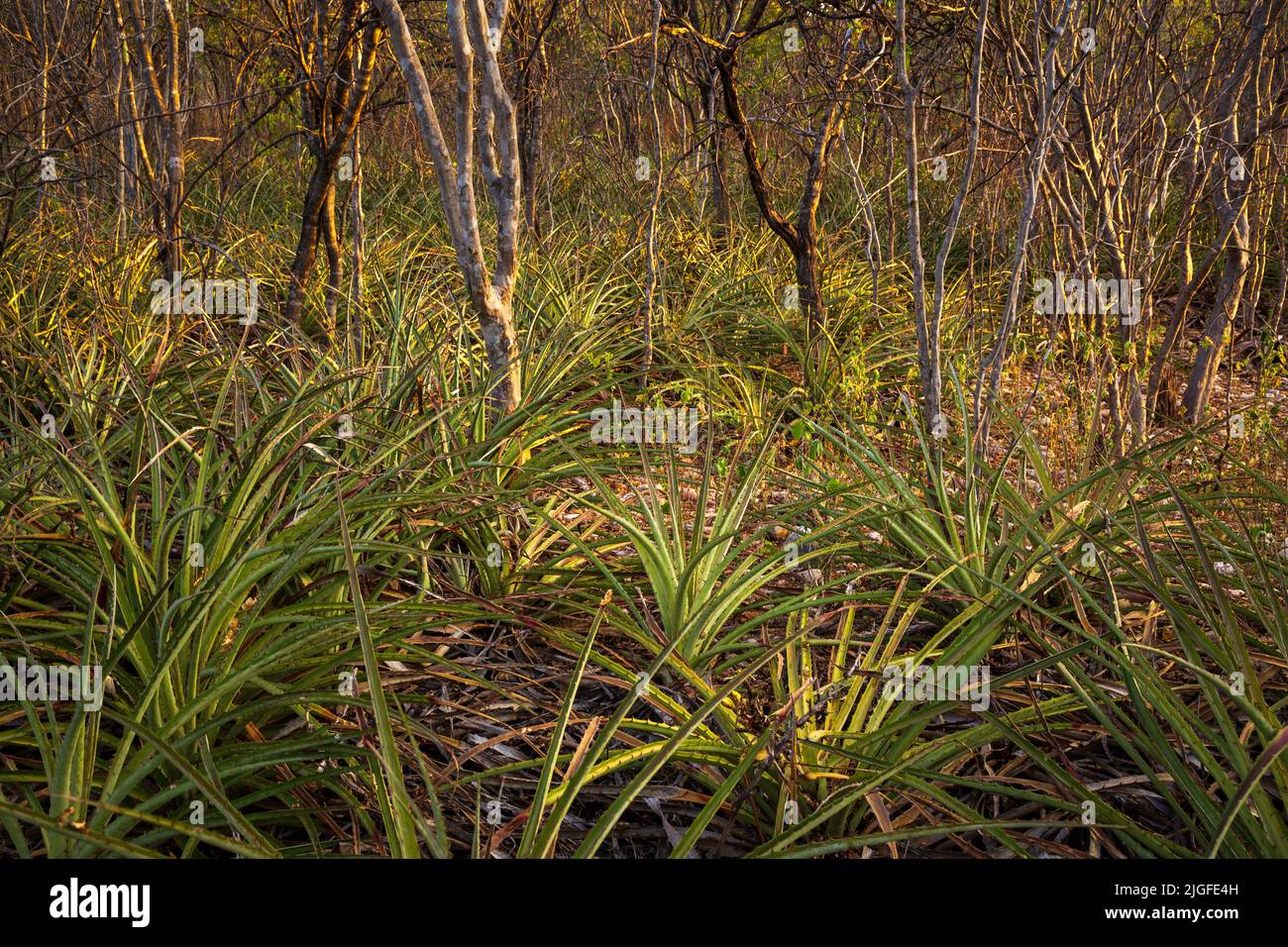 Caatinga Wald mit Bromelien bekannt als Macambira Stockfoto