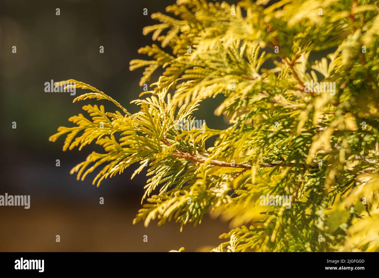Blattwerk von Thuja occidentalis aurea goldene Farbe aus nächster Nähe Stockfoto