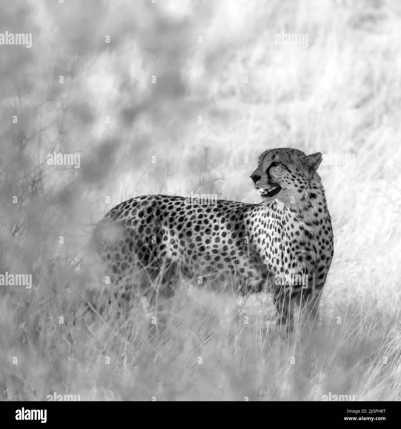 Gepard brüllt in trockener Savanne im Kgalagadi Transfrontier Park, Südafrika; Specie Acinonyx jubatus Familie der Felidae Stockfoto