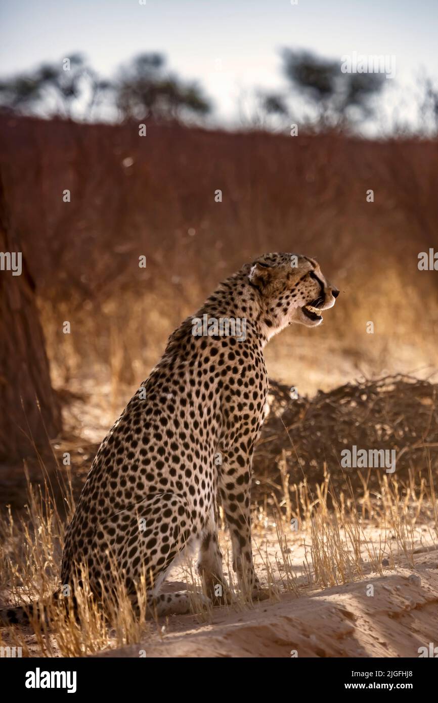 Cheetah sitzt im hinterleuchteten unter Baumschatten im Kgalagadi Transfrontier Park, Südafrika; specie Acinonyx jubatus Familie von Felidae Stockfoto